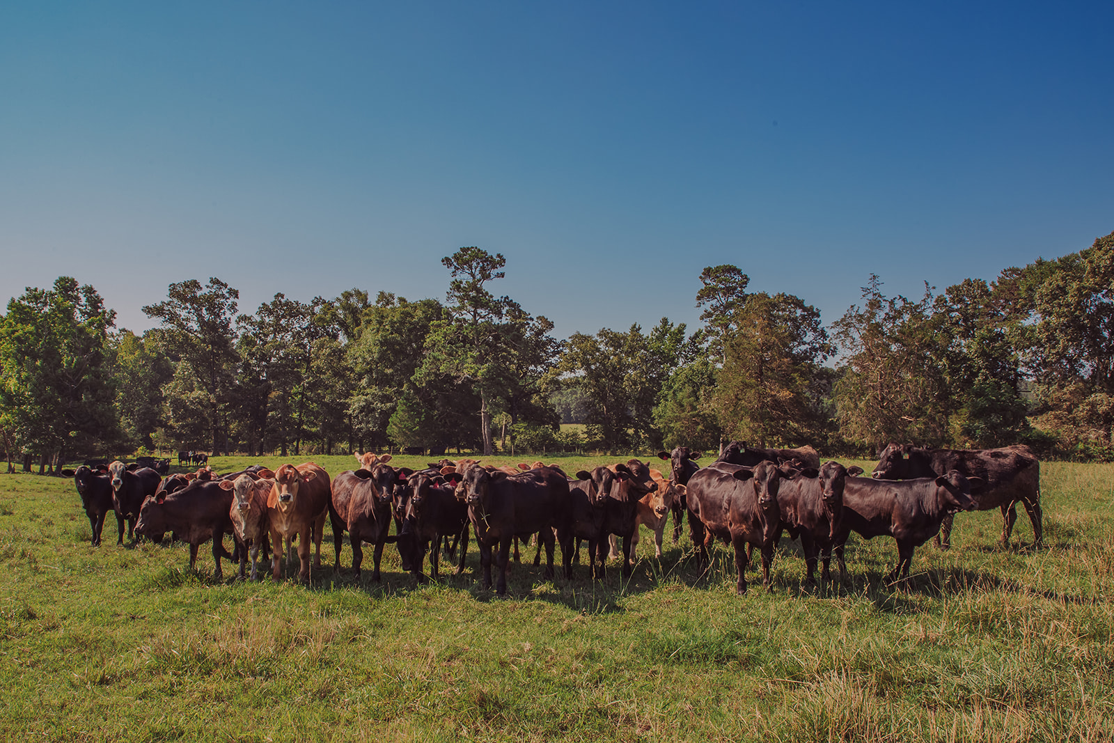 bunch of cows in a field with blue skies